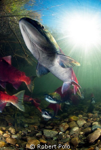 Sockeye salmon.British Columbia, Canada by Robert Polo 